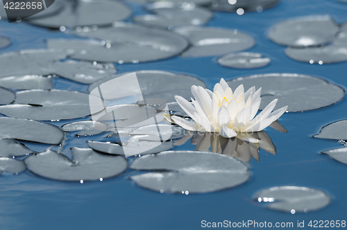 Image of White water lily flower on mirror blue lake surface