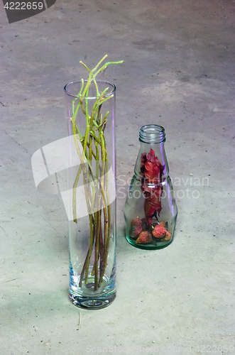 Image of Still Life with Dried Rosehips