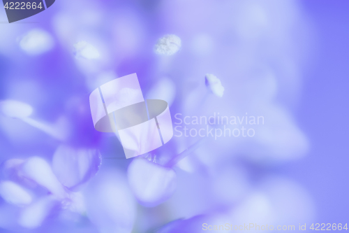 Image of Abstract Gentle Lilac Floral Background