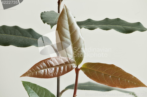 Image of fresh Branch bay leaves