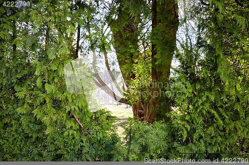 Image of Junipers in a park