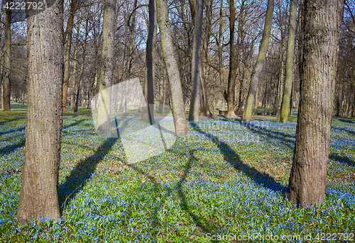 Image of park in springtime