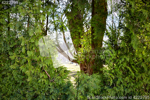 Image of Junipers in a park