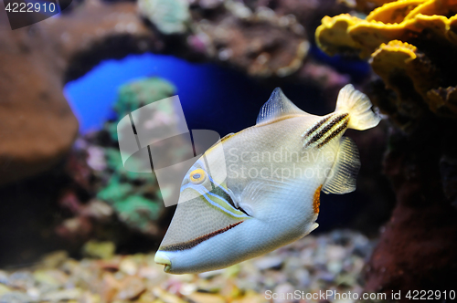 Image of Picasso Triggerfish in Red Sea