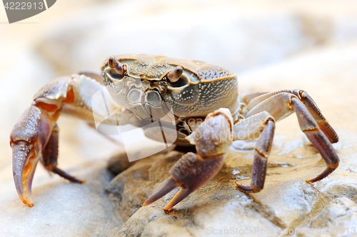 Image of Freshwater land crab