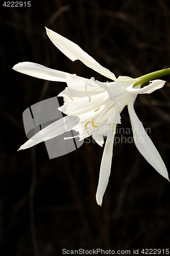 Image of Large white flower Pancratium maritimum