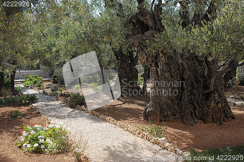 Image of  Garden of Gethsemane in Jerusalem