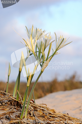 Image of Large white flower Pancratium maritimum