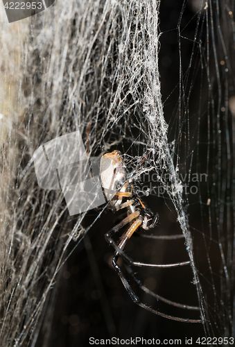 Image of big white spider Nephilengys livida Madagascar