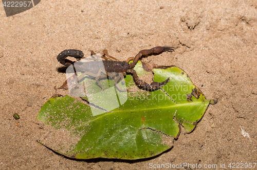 Image of Scorpions, predatory arachnids Madagascar