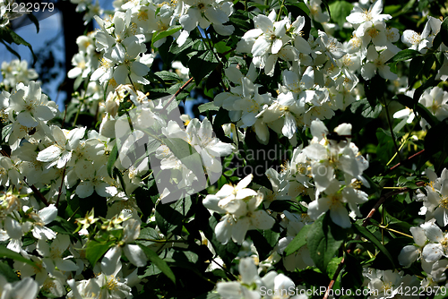 Image of White Flowers