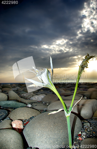 Image of Cretan Lily