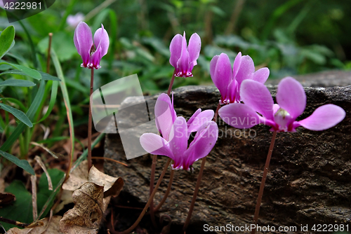 Image of Cyclamen Persicum