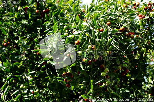 Image of Olive Tree