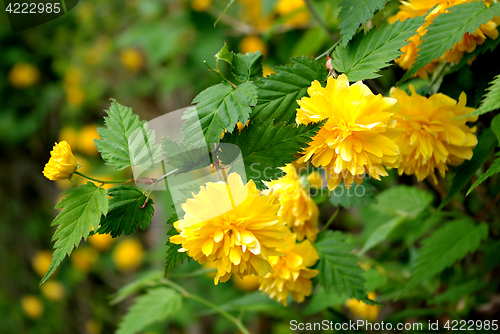 Image of Yellow Flower