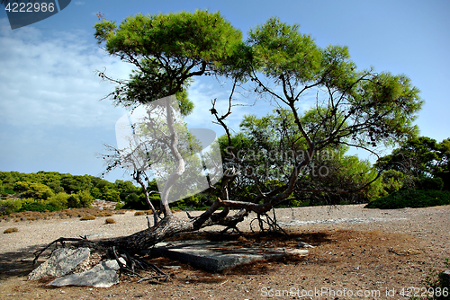 Image of Old Pine Tree