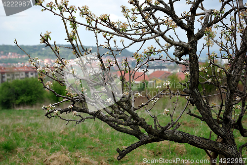 Image of Blooming Tree