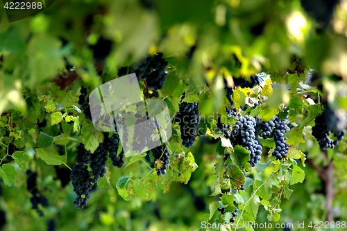 Image of Grapes