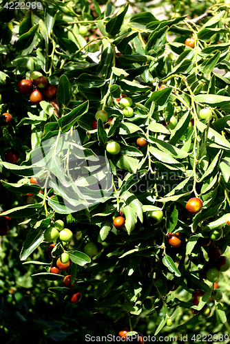 Image of Olive Tree
