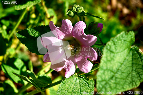 Image of Pink FLower