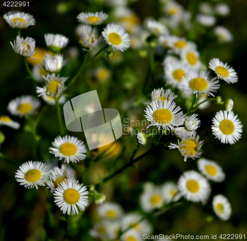 Image of Daisies