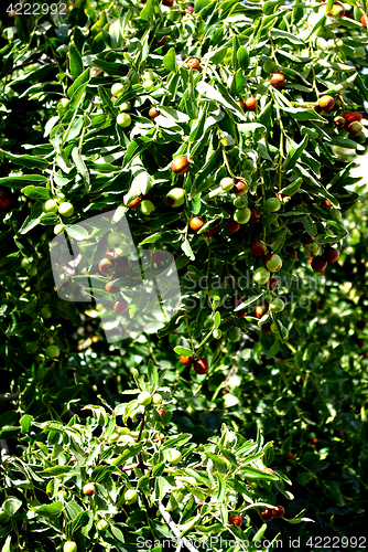 Image of Olive Tree