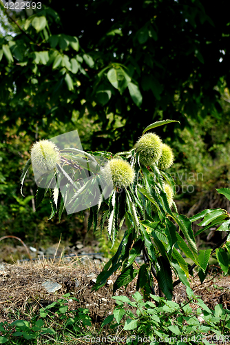 Image of Chestnut Sapling