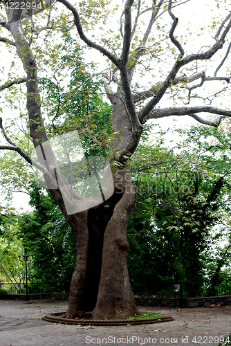 Image of Twisted Tree