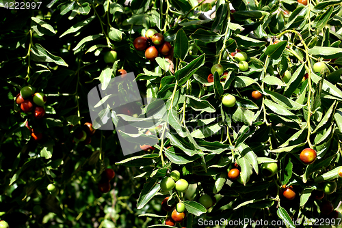 Image of Olive Tree