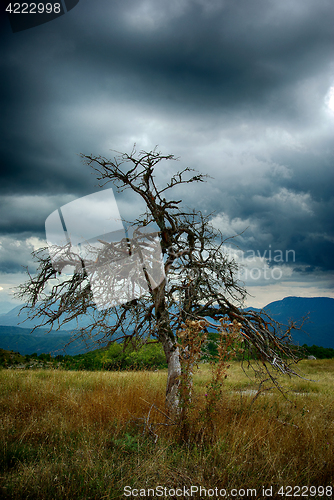 Image of Dry Tree