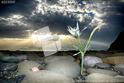 Image of Cretan Lily