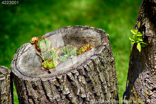 Image of Cactus Flower