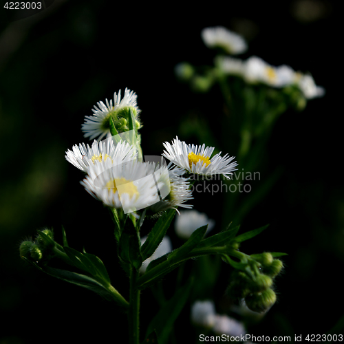 Image of Daisies