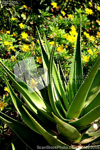 Image of Agave