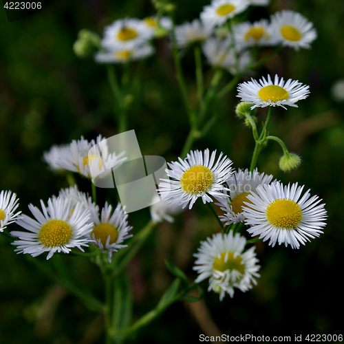 Image of Daisy