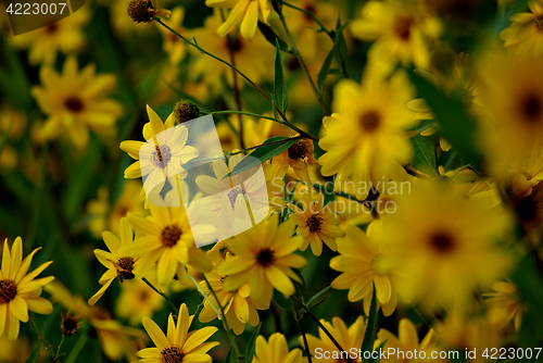 Image of Yellow FLowers