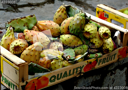 Image of Pricly Pear