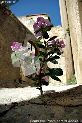 Image of Flower on Street