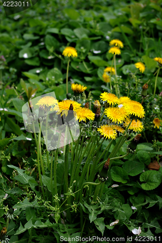 Image of Dandelion