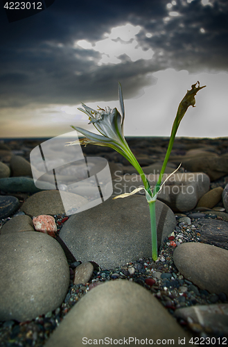 Image of Cretan Lily