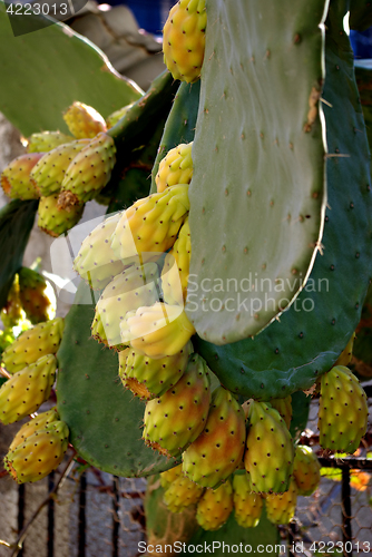 Image of Pricly Pear