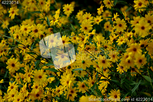 Image of Yellow FLowers