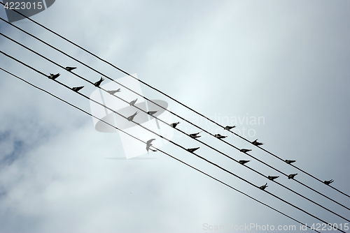 Image of Birds On Wires