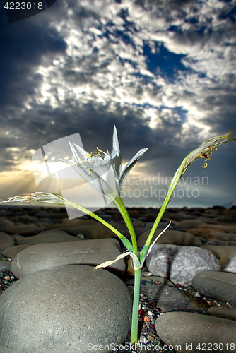 Image of Cretan Lily