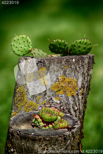 Image of Cactus Flower