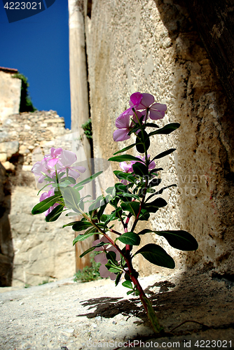 Image of Flower on Street