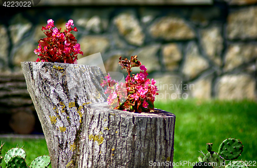 Image of Pink Flowers