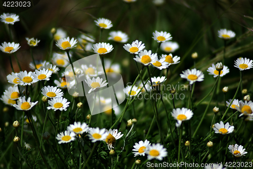 Image of Daisies