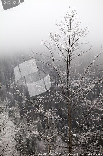 Image of Frozen winter forest in the fog at gray day
