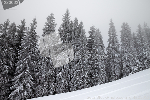 Image of Frozen winter forest in fog and snow slope for freeride at winte